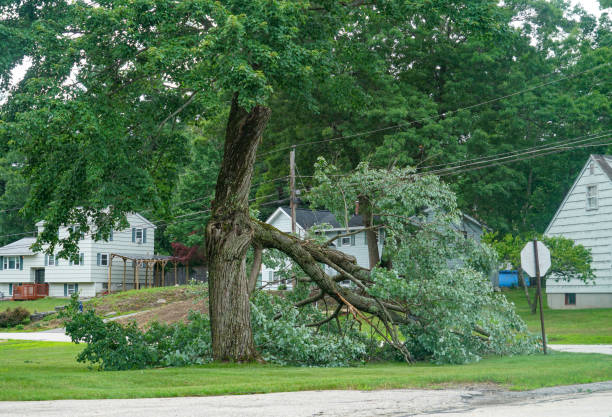 Professional Tree Services in Lacombe, LA