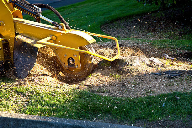 Best Fruit Tree Pruning  in Combe, LA